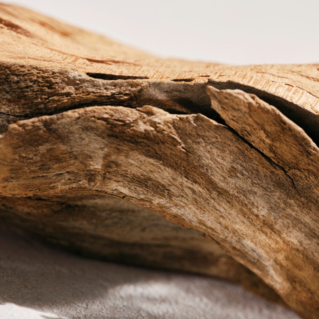 CLO EDPI 24 Digital Ingredient Base Note Wood 1x1.psd JPG 300dpi ᐅ Ethos